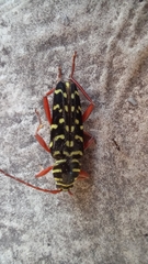 Placosternus erythropus