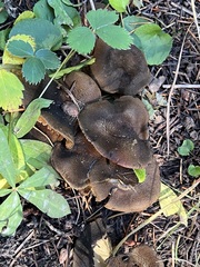 Cortinarius clandestinus
