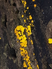 Calycina citrina