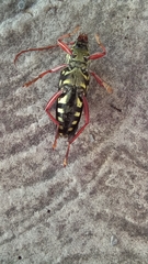 Placosternus erythropus