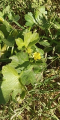 Ranunculus muricatus