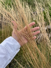 Aristida rhizomophora