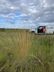 Aristida rhizomophora