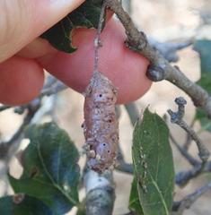 Callirhytis congregata