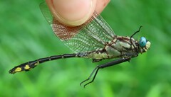 Gomphurus fraternus