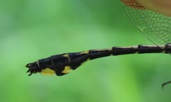 Gomphurus fraternus