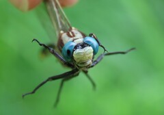 Gomphurus fraternus