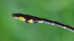 Gomphurus fraternus