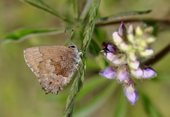 Callophrys irus