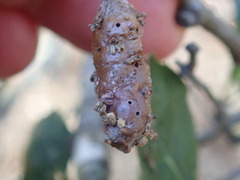 Callirhytis congregata