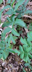 Angelica venenosa