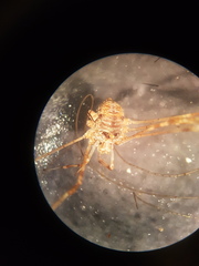 Dicranopalpus caudatus