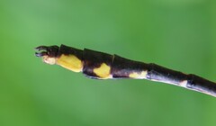 Gomphurus fraternus
