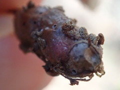 Callirhytis congregata