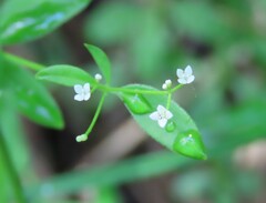 Galium labradoricum