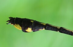 Gomphurus fraternus