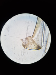 Dicranopalpus caudatus