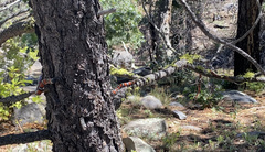 Lampropeltis multifasciata