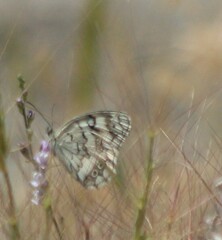 Melanargia larissa