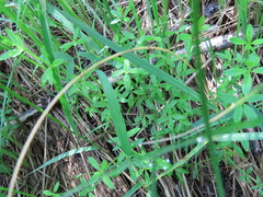 Galium labradoricum