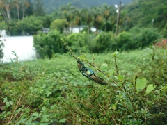 Campsosternus auratus