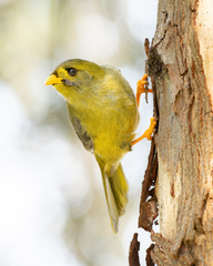 Manorina melanophrys