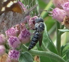 Synocoelioxys