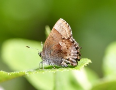 Callophrys henrici