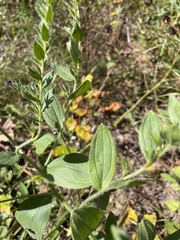 Lithospermum parviflorum