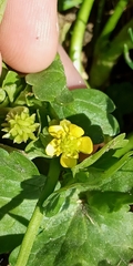 Ranunculus muricatus