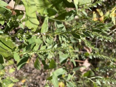 Lithospermum parviflorum