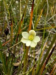 Thelymitra flexuosa