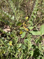 Lithospermum parviflorum