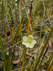 Thelymitra flexuosa
