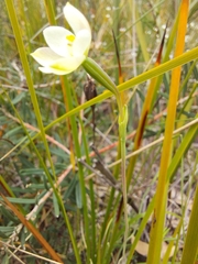 Thelymitra flexuosa