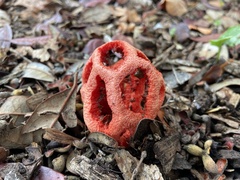 Clathrus ruber