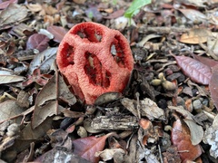 Clathrus ruber