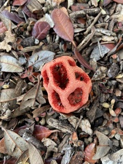 Clathrus ruber