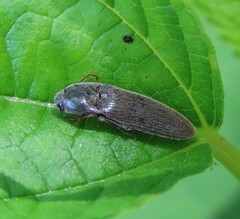 Elateridae