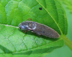 Elateridae