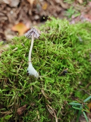 Mycena maculata