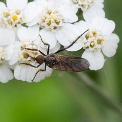 Empis