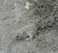 Spermophilus xanthoprymnus