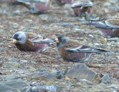 Leucosticte tephrocotis littoralis