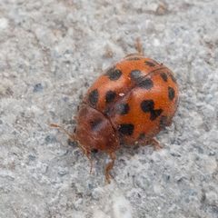 Subcoccinella vigintiquatuorpunctata