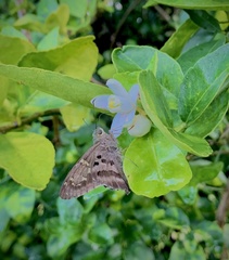 Eudaminae