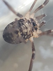 Dicranopalpus larvatus