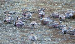 Leucosticte tephrocotis littoralis