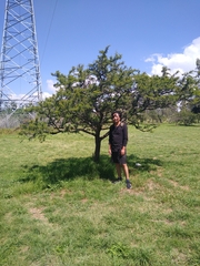 Vachellia schaffneri