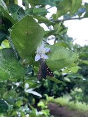 Eudaminae